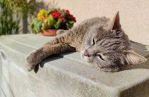 Pay extra attention to cats in the heatwave as they don't always show if they're feeling unwell