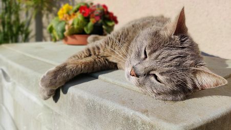 Pay extra attention to cats in the heatwave as they don't always show if they're feeling unwell
