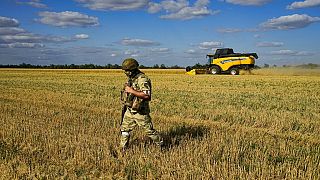 A Russian soldier guards an area of wheat during a visit by foreign journalists not far from Melitopol, south Ukraine, Thursday, July 14, 2022. 