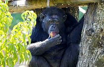 Uno scimpanzé mangia un ghiacciolo di frutta allo zoo di Roma, martedì 19 luglio 2022