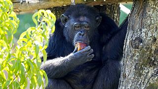 Uno scimpanzé mangia un ghiacciolo di frutta allo zoo di Roma, martedì 19 luglio 2022
