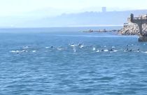 La manada de delfines en la bahía de Valparaíso, Chile, 19/7/2022