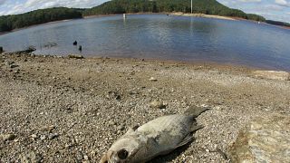 Elpusztult hal a tó partján