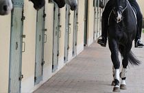 The incident occurred at a riding school near Rennes in northwestern France.
