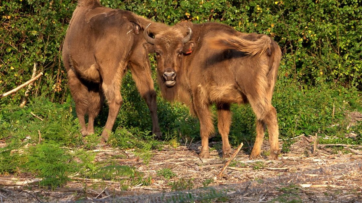 Europäische Bisons werden in die Wildnis von Kent entlassen, 18.07.2022