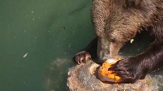 Animales comen fruta helada en el zoológico de Roma