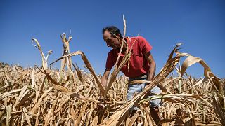 Farmer Achille Crespiatico assesses damages to his corn field during a severe drought in Spino d'Adda, Italy.