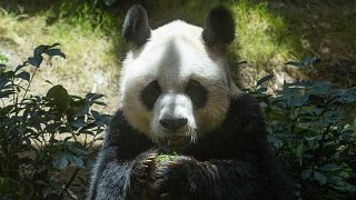  آن آن، دب الباندا العملاق الأكبر سنا في العالم