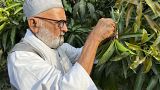 Kaleem Ullah Khan, connu localement sous le nom de "Mango Man", montre comment il greffe différentes variétés de mangues sur un arbre centenaire dans sa ferme (juin 2022).