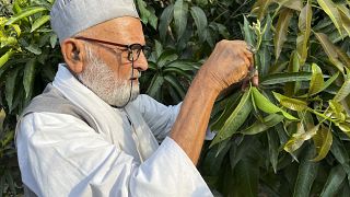 Kaleem Ullah Khan, connu localement sous le nom de "Mango Man", montre comment il greffe différentes variétés de mangues sur un arbre centenaire dans sa ferme (juin 2022).