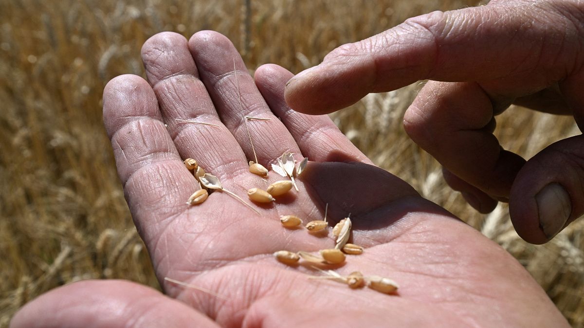 مزارع أوكراني يحمل في يده حبات من القمح. التاريخ 1 يوليو تموز 2022