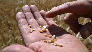 مزارع أوكراني يحمل في يده حبات من القمح. التاريخ 1 يوليو تموز 2022