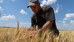 Farmer Andriy Zubko checks wheat ripeness on a field in Donetsk region, Ukraine, Tuesday, June 21, 2022.