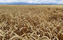 Поле пшеницы в Украине