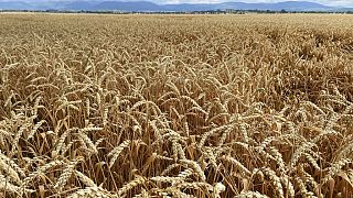 Поле пшеницы в Украине