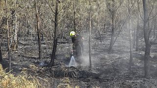 Un bombero de la Gironda remoja la zona afectada por los incendios devastadores del suroeste del país
