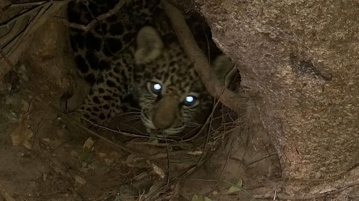 Excepcional nacimiento de dos jaguares en Argentina 