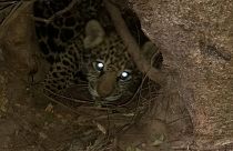 Excepcional nacimiento de dos jaguares en Argentina