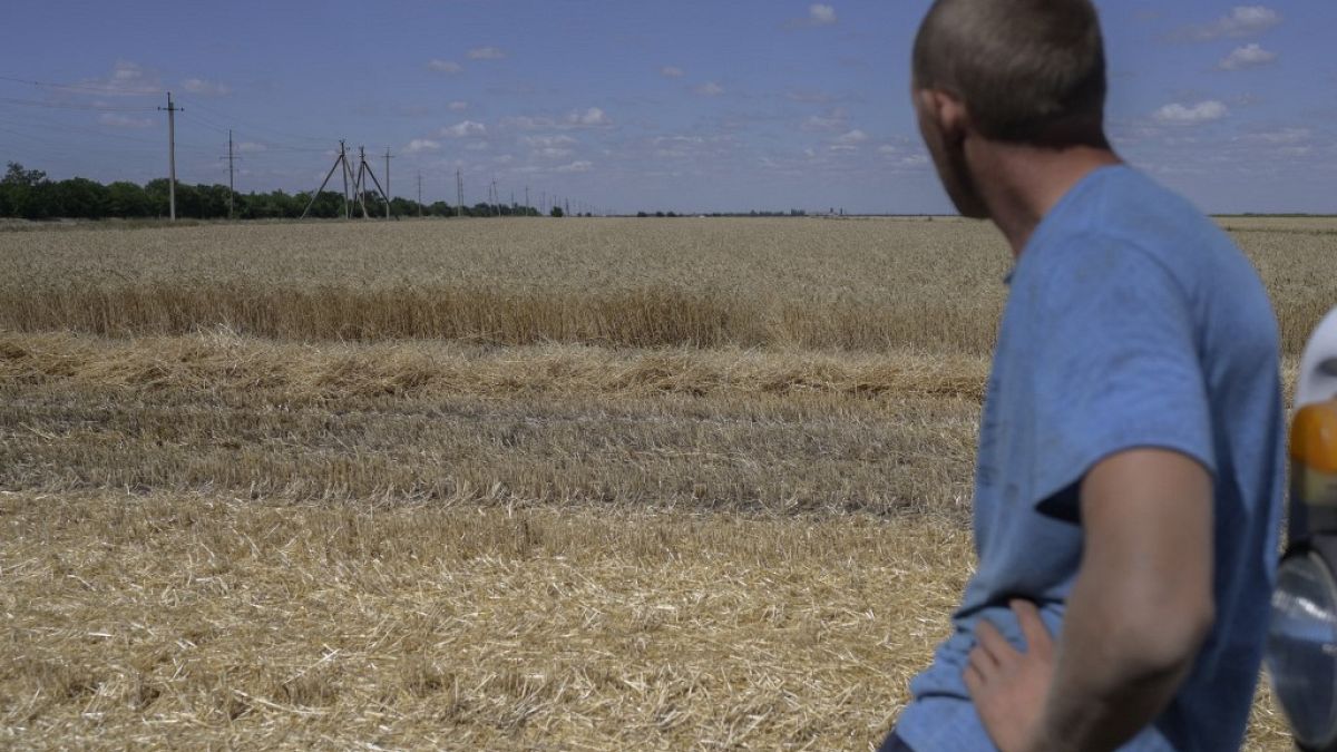 Ukrayna'da hasat yapan bir çiftçi