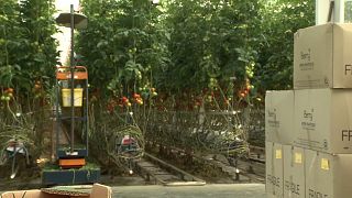 Auch große Anbaubetriebe in Ungarn heizen mit Erdwärme