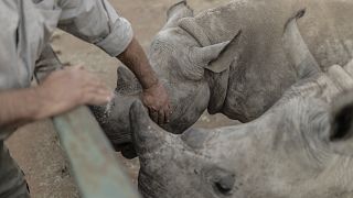 South Africa: More than 30 orphaned young Rhinos relocated to keep them safe
