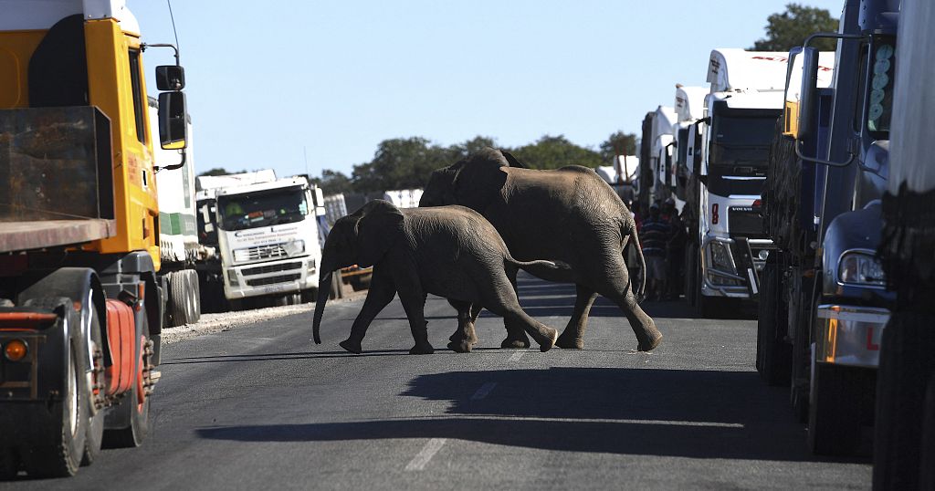 Botswana : l'intelligence artificielle pour protéger les éléphants