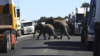 Botswana : l'intelligence artificielle pour protéger les éléphants