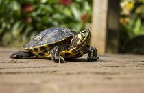 It is illegal to sell turtles with shells less than 10cm long in the US.