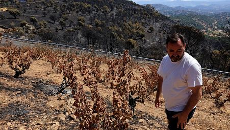 Jesus Soto in his fire scorched vineyards in Spain