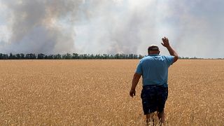 Украинским фермерам негде хранить урожай, посевы зерновых могут резко сократиться.