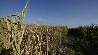 Из-за жары и засухи в Румынии засохли сотни гектаров посадок кукурузы.