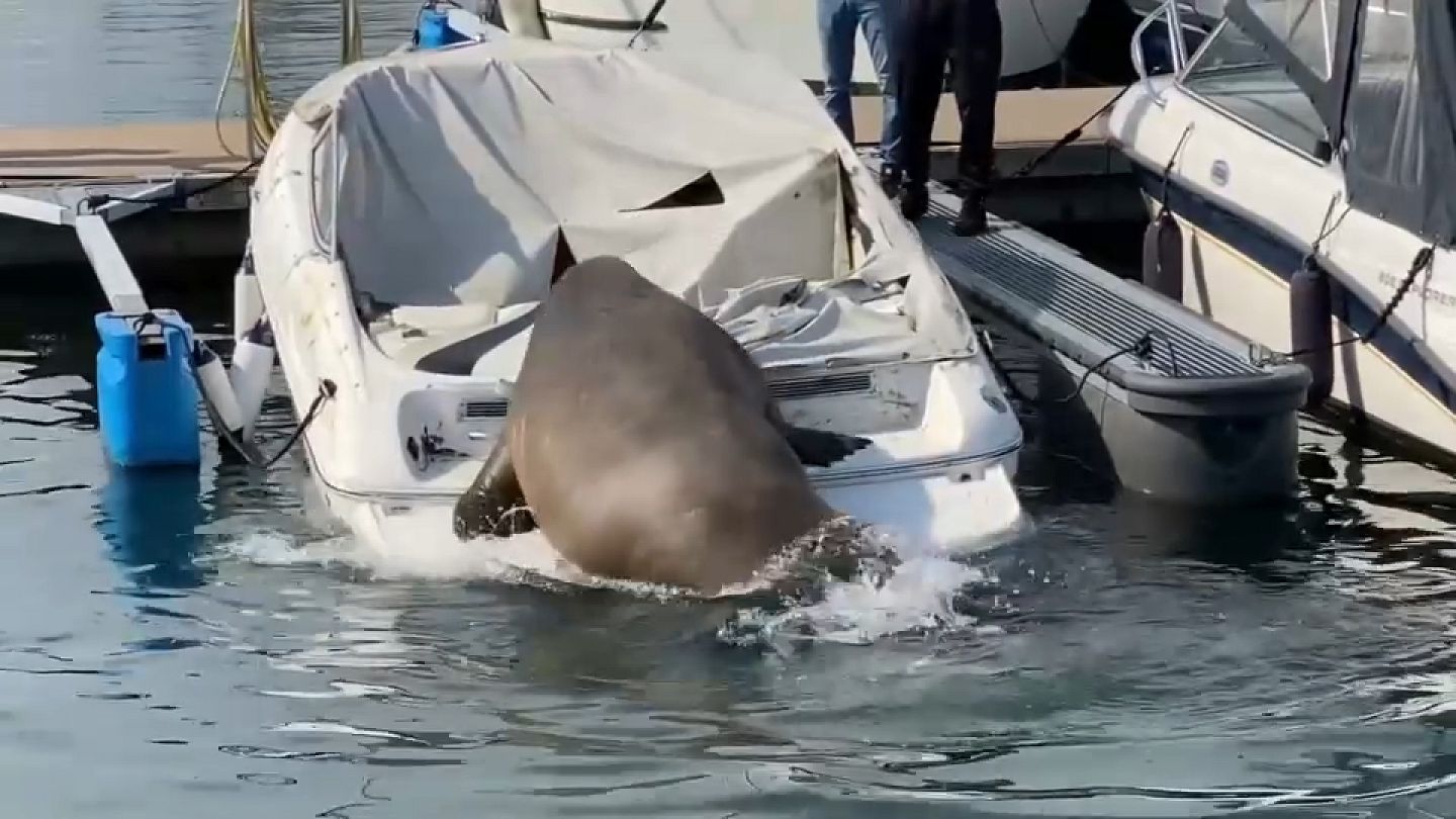 Queen Freya The Walrus Was Spotted Sinking Pleasure Boats In Norway