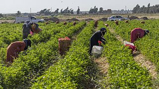 Egyptian small-scale farmers struggle to survive
