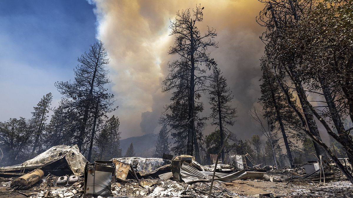 Leégett erdő Kaliforniában