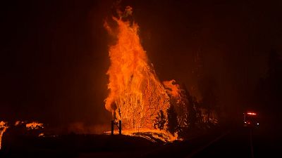 حرائق تجتاح الغابات في كاليفورنيا