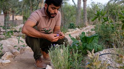 Mohamed Al-Khater inspects a flower growing in his aromatic garden in Torba Farm, Qatar.