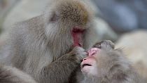 Una pareja de macacos japoneses