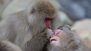 Una pareja de macacos japoneses