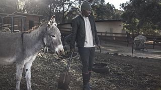 Afrique du Sud : une laiterie sauve des ânes victimes de trafic