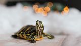 Beim Umgang mit Schildkröten ist Vorsicht geboten: Die manchmal als Haustiere gehaltenen Reptilien können Salmonellen übertragen.