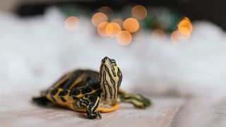 Beim Umgang mit Schildkröten ist Vorsicht geboten: Die manchmal als Haustiere gehaltenen Reptilien können Salmonellen übertragen.