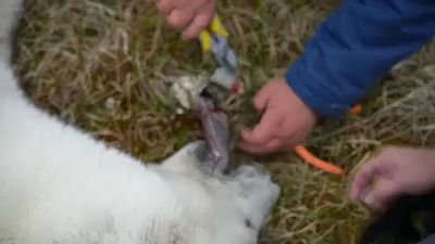 Állatorvosok szbadítják meg a jegesmedvét a nyelvére szorult konzervdoboztól