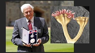 Attenborough és a róla elnevezett fosszília