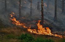 Un important feu de forêt se poursuit dans le parc national de Ceske Svycarsko (Suisse tchèque), près du village de Hrensko, en République tchèque - 26 juillet 2022