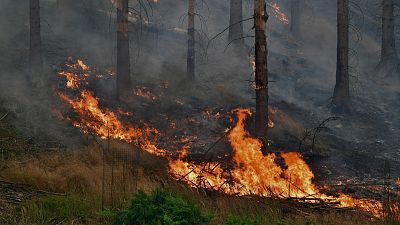 Un important feu de forêt se poursuit dans le parc national de Ceske Svycarsko (Suisse tchèque), près du village de Hrensko, en République tchèque - 26 juillet 2022