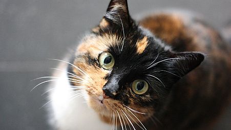 An expert has described the growing scientific consensus that domestic cats have a harmful impact on biodiversity given the number of birds and mammals they hunt and kill.