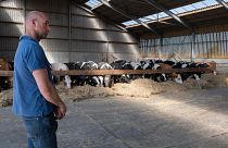 Os agricultores estão desconfortáveis com planos do governo neerlandês