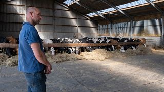 Os agricultores estão desconfortáveis com planos do governo neerlandês