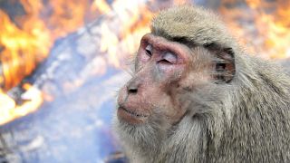 Archives : un macaque du Japon, photographié dans le centre du pays le 22 décembre 2008