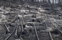 Se ven árboles quemados después de que un incendio forestal afectara a la zona de Ceske Svycarsko, Parque Nacional de la Suiza Checa, República Checa, 27/7/2022